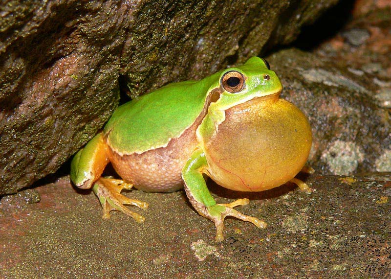 Hyla intermedia in corteggiamento